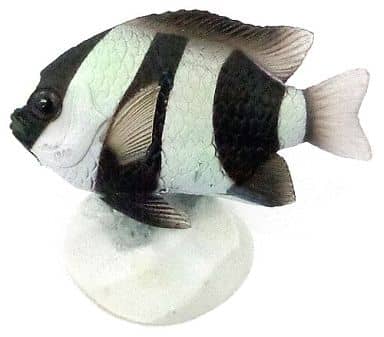 駿河屋 中古 ミスジリュウキュウスズメダイ 原色海水魚図鑑 I トレーディングフィギュア 駿河屋 中古 ミスジリュウキュウスズメダイ 原色海水魚図鑑 I トレーディングフィギュア