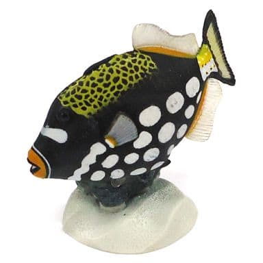 駿河屋 -<中古>モンガラカワハギ 「原色海水魚図鑑 I
