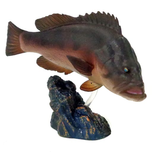 駿河屋 -<中古>【シークレット】クエ 「原色海水魚図鑑 II 駿河屋 -<中古>【シークレット】クエ 「原色海水魚図鑑 II