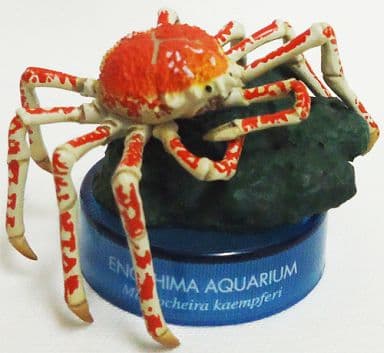 駿河屋 -<中古>タカアシガニ 「新江ノ島水族館立体生物図録2