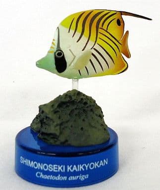 トゲチョウチョウウオ 「カプセルアクアリウム 日本水族館立体生物図録」 トゲチョウチョウウオ 「カプセルアクアリウム 日本水族館立体生物図録」