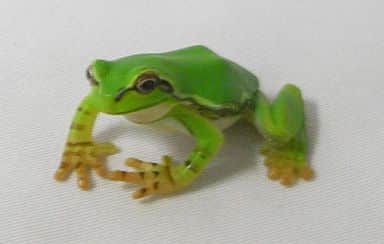 駿河屋 -<中古>ニホンアマガエル 「原色両生類カエル図鑑 新改訂版