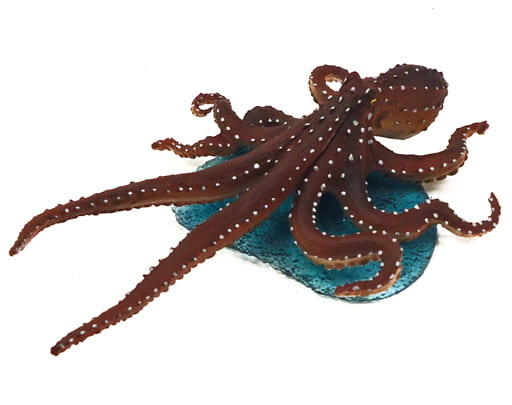 幻想的 原色タコ・イカ図鑑 生き物 立体カプセル百科事典 - その他