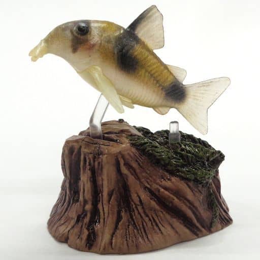 駿河屋 -<中古>15.コリドラス・ワイツマニー 「DG 熱帯魚