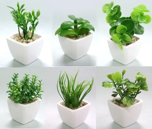駿河屋 中古 全6種セット デスクトップガーデン 観葉植物 トレーディングフィギュア 駿河屋 中古 全6種セット デスクトップガーデン 観葉植物 トレーディングフィギュア