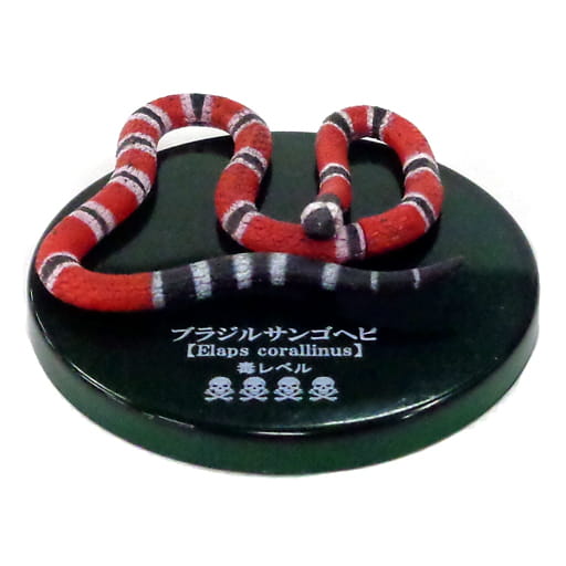 ブラジルサンゴヘビ 「不思議生物大百科 毒牙の暗殺者 毒ヘビ」