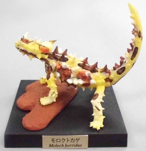 駿河屋 - 【買取】モロクトカゲ 「カプセルQミュージアム レプタイルズ