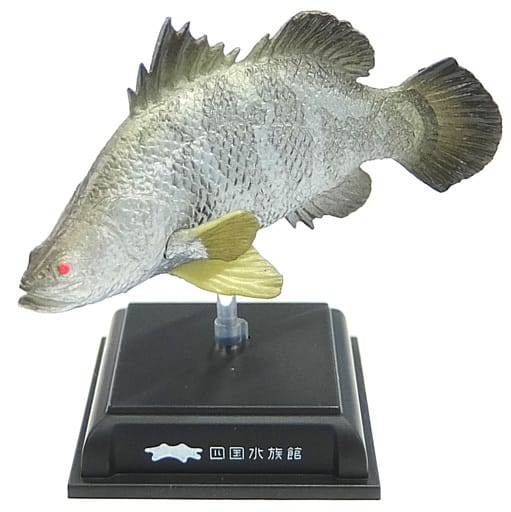 5.巨大魚の景 アカメ 「四国水族館限定 カプセルフィギュアコレクション」 四国水族館限定 5.巨大魚の景 アカメ 「四国水族館限定 カプセルフィギュアコレクション」 四国水族館限定
