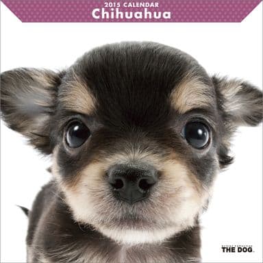 駿河屋 新品 中古 The Dog チワワ 15年度カレンダー 動物