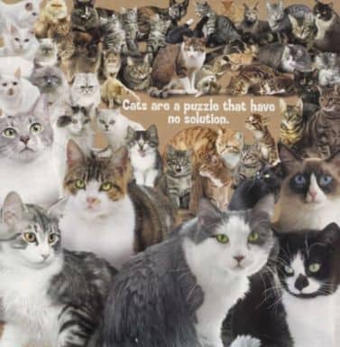 駿河屋 中古 猫は答えの無いパズル ジグソーパズル 500ピース T 500 611 パズル