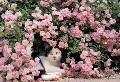 駿河屋 -<新品/中古>ママの休息 「岩合光昭のねこパズル