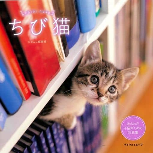 駿河屋 新品 中古 ちび猫 動物 ペット