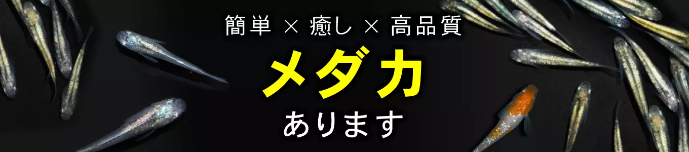 メダカファーム泉特集